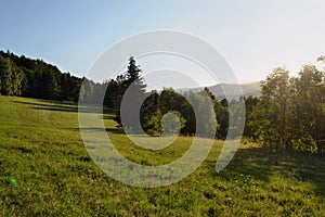 Landscape of meadow and forest in the sunlight