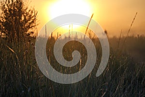 Landscape with a meadow of grass against the backdrop of a sunrise, bright orange sun, selective focus