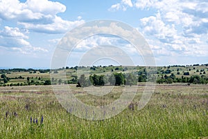 Landscape and meadow with lupins in the high Rhoen