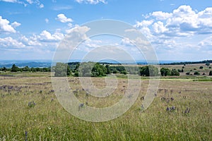 Landscape and meadow with lupins in the high Rhoen