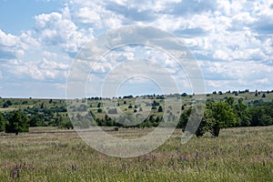 Landscape and meadow with lupins in the high RhÃ¶n