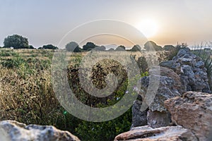 Landscape with meadow, olive trees and stone wall at sunrise