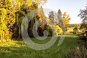 Landscape of meadow and trees in Gaume