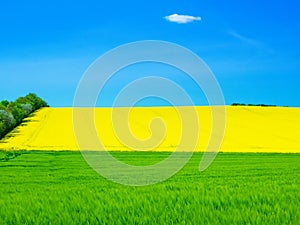 Landscape in Mecklenburg-Western Pomerania with bright yellow rapeseed field