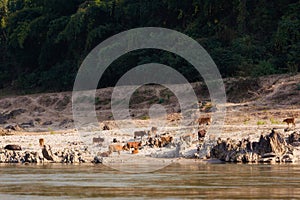 Landscape during Megokng cruise Laos