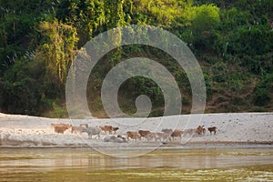 Landscape during Megokng cruise Laos