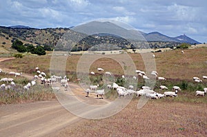 Landscape and merino flock