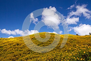 Landscape,Mexican sunflower weed (Tithonia diversifolia) photo