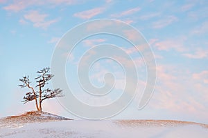 Landscape in a minimalistic style. Lonely tree against the background of gentle pink dawn clouds