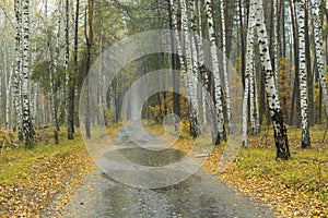 Landscape at mist and rainy weather in mixed forest