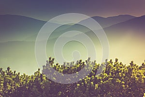 Landscape of misty mountain hills covered by forest.