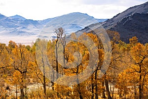 Landscape of the Mongolian foothills in autumn. Nature.