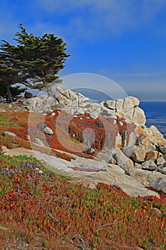 Landscape of Monterey 17 Mile Drive, California