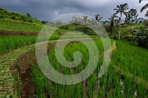 Rice terraces in moody ,rainy weather in Bali / Indonesia