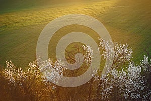 Landscape in Moravia in Central Europe with alders in backlight