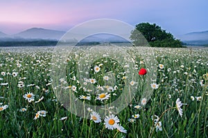 Landscape, morning dawn on a chamomile field in the mountains.