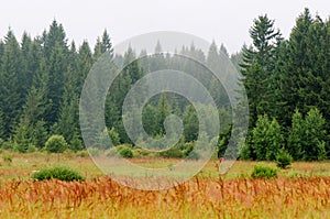 Landscape morning forest