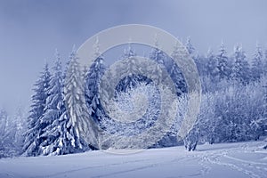 Landscape of mountain;