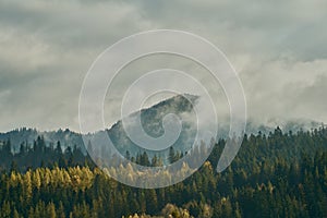 Landscape mountain among clouds and fog , forest around with coniferous trees