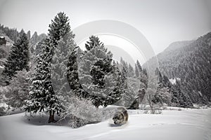 Malamut dog in the mountain forest.