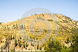 Forest fire landscape