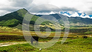 Landscape of mountain Phobjikha valley Himalayas, Bhutan