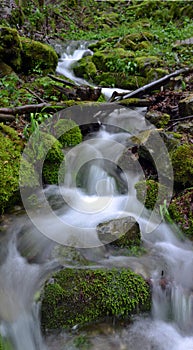 Landscape with a mountain river with a fast stream and the fores