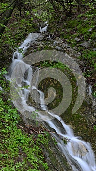 Landscape with a mountain river with a fast stream and the fores
