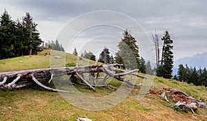 Landscape in mountain with trunk,grass, trees, horses and cloudy