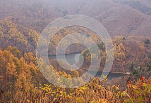Landscape of mountain with yellow pine trees in autumn in Bandai Azuma Lakeline - Yama, Fukushima, Japan