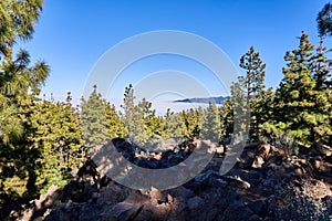 Landscape in the mountains above the clouds. Beautiful green European fir trees at high altitude against the background of a