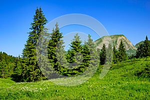 Landscape of mountains of Alps in summer with green meadow and flowers in Portes du Soleil, France