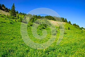 Landscape of mountains of Alps in summer with green meadow and flowers in Portes du Soleil, France