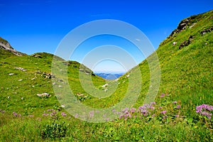 Landscape of mountains of Alps in summer with green meadow and flowers in Portes du Soleil, France