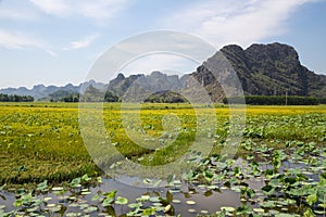 Landscape with mountains, rice fields and river