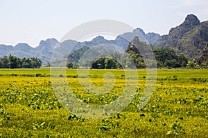 Landscape with mountains, rice fields and river