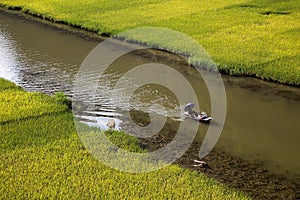 Landscape with mountains, rice fields and river