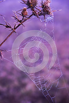 Landscape in the mountains with spider webs