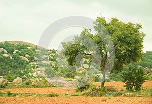 Landscape with mountains and tree backdrop