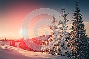 Landscape of mountains winter. View of snow-covered conifer trees at sunrise. Retro filter.