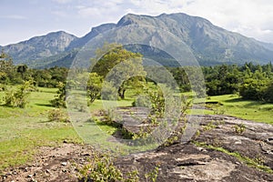 Landscape in Mudumalai National Park