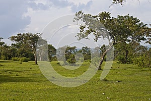 Landscape in Mudumalai National Park