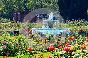 Landscape in the Municipal Rose Garden, San Jose, California photo