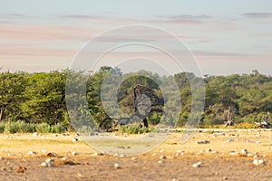 Landscape namibia game reserve, africa wilderness