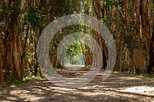 Landscape of a narrow pathway covered in greenery in Coombabah Park, Gold Coast, Australia photo