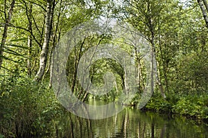 Landscape at Nationaal Park de Weerribben in summer