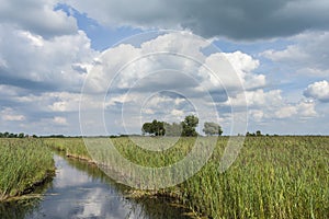 Landscape at Nationaal Park de Weerribben in summer