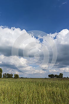 Landscape at Nationaal Park de Weerribben in summer