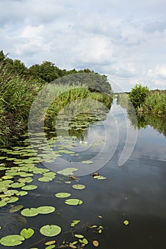 Landscape at Nationaal Park de Weerribben in summer