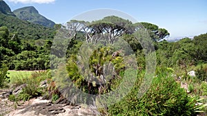 Landscape of the National Botanical Garden Kirstenbosch